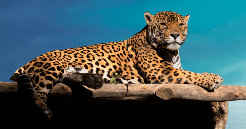Wildlife Watch: Protecting Our Planet’s Biodiversity