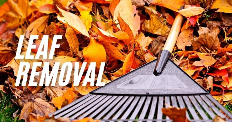 Tired of Leaves Taking Over Your Yard? 🍂