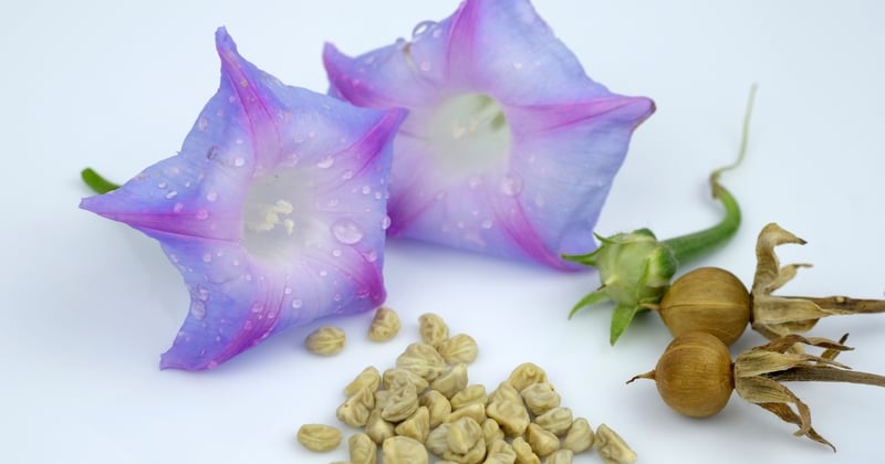Morning Glory