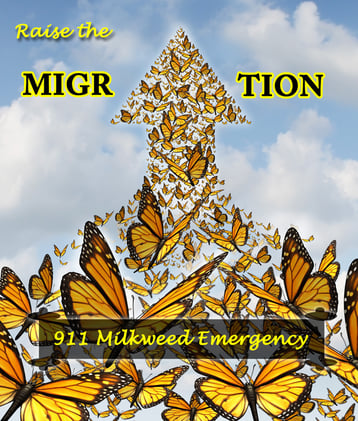 🆘 Milkweed EMERGENCY +  Big Cat Care🌿🐛