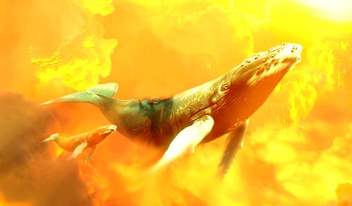 Bitcoin (BTC) and XRP Whales Move $246,000,000 in Crypto As Rally Accelerates