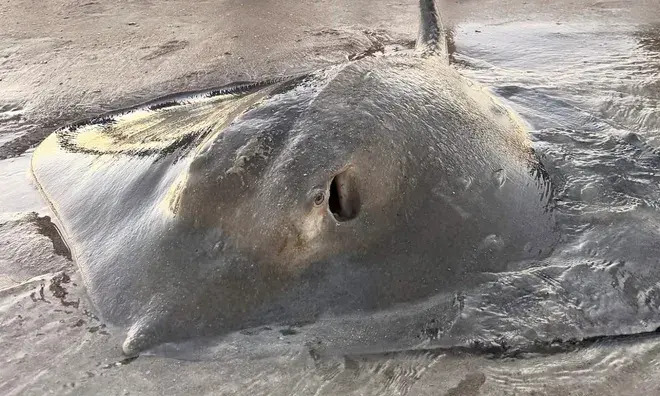 7 Hours Later, Florida Man Pulled In a Sea Monster