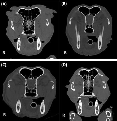 Nearly 40% of Dogs Show This CT Finding—Why Orbital Ligament Mineralization Is Likely Benign**