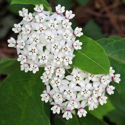 SHOWIEST Milkweed Flowers❓🌸😍