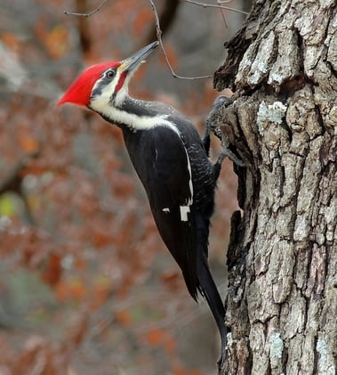 The Woodpecker's Wild Tongue: A Built-in Brain Helmet!