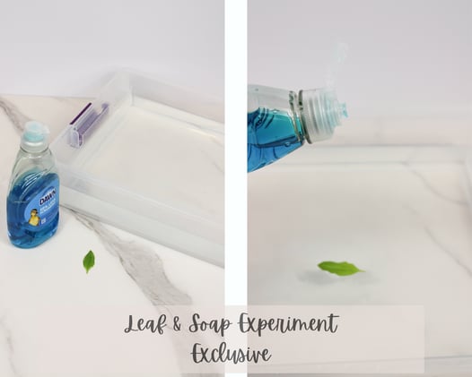 Leaf and Soap Experiment w/ Video! {Exclusive} SOLD