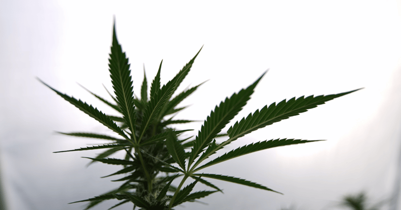 The Rush - March 14, 2024