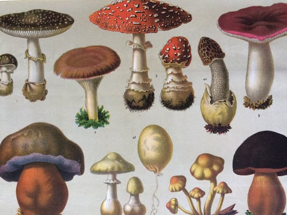 Homesteaders Brasil #7 | O Sedutor Reino dos Fungos 🍄