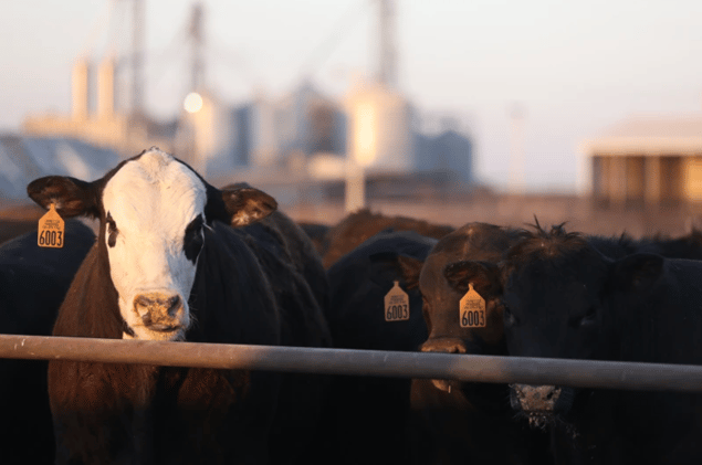 🌾 Do Bigger Cows Pay Off?