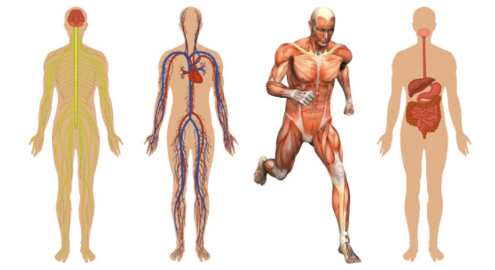 Kinesiology – Human Anatomy and Physiology Basics