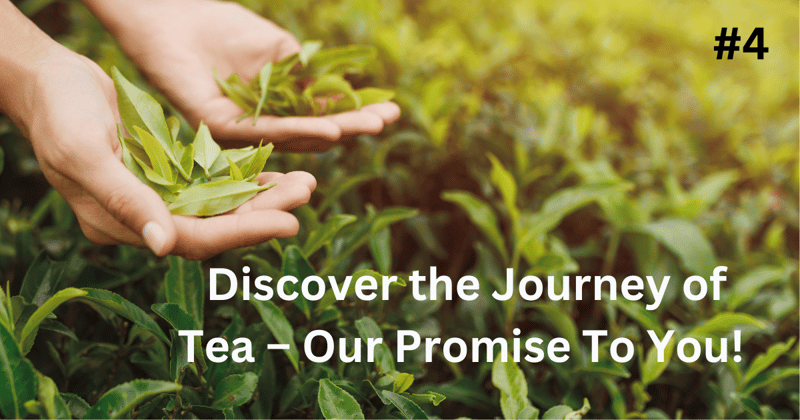 Discover the Art of Tea: Cultivation, Quality Tips, and Our Promise to You!