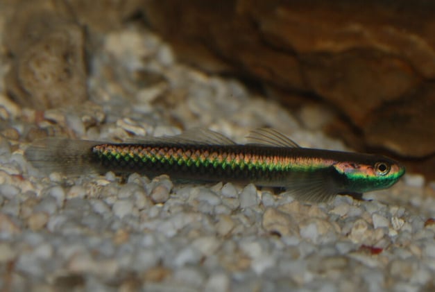 Newsport Alert Friday 17 October 2025