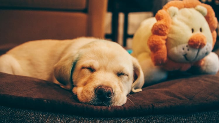 🐕 Lab puppy narrates adoption