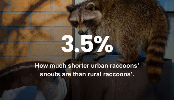 🌅 Urban Raccoons Show Early Signs of Domestication