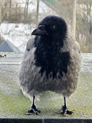 They Call Me Crow Friend, They Call Me That Daft Woman