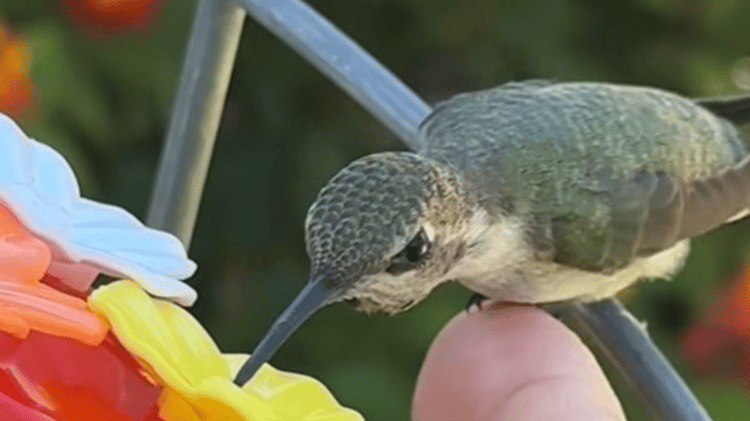 Befriending a hummingbird 🪶