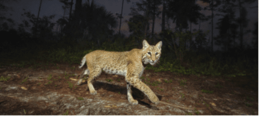 Update on The Conservation Collier Land Acquisition Program