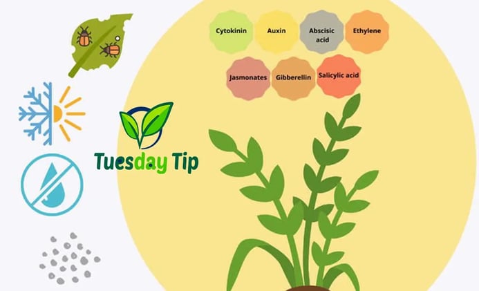 Tuesday Tips: Understanding & Using Plant Hormones—The Secret Sauce of Growth