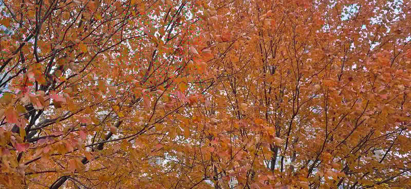 [Kerwin at Passrider.com] U.S. Flight Disruption | Veterans Day 2025 | Hurricane Melissa Relief