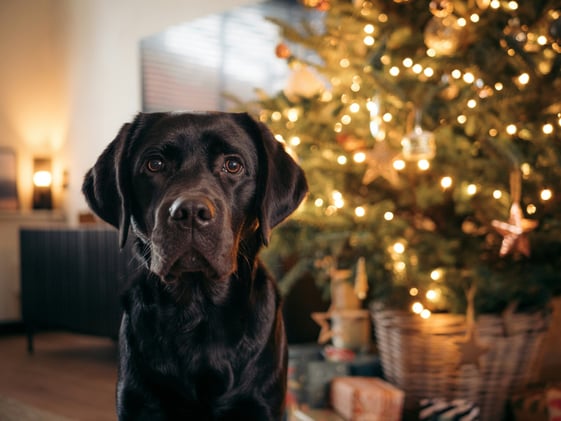 How to Keep Your Dog Away From the Christmas Treeđ