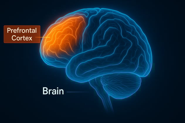 Love your brain: How to nourish the prefrontal cortex 