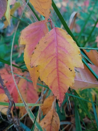 Changing Leaves