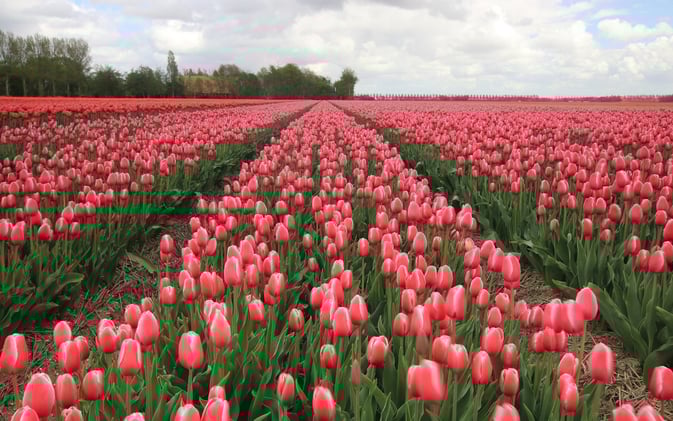 Neal Family Farm Celebrates Inaugural Tulip Season