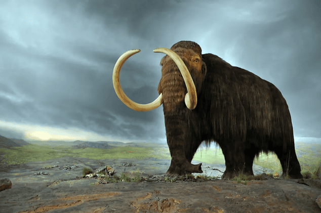 6000kg mammoth = your biz?