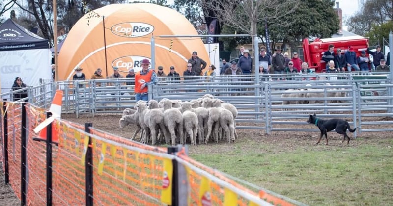 Your guide to Sheepvention 2025 