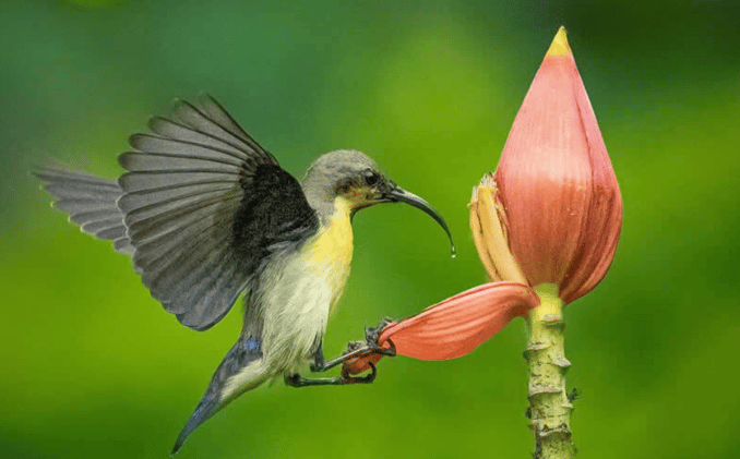 Celebrating Avian Beauty Through the Lens