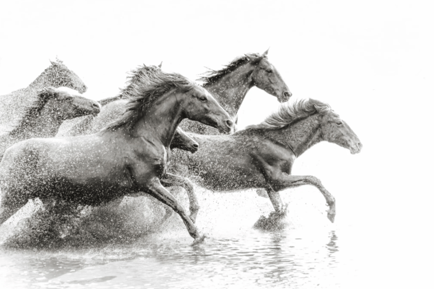 Vets Suspended, Runaway NYC Carriage & Pegasus World Cup 10-Year 🐎🌎💥