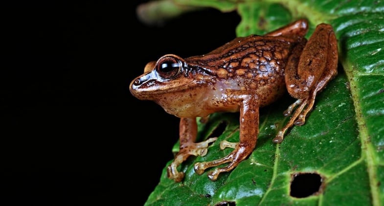 🌞 New Species Found!