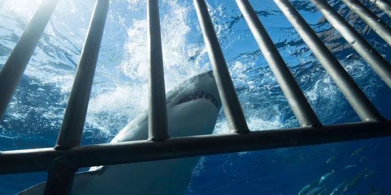 One of the World’s Top Spots for Great White Sightings Has a Problem: No Great Whites