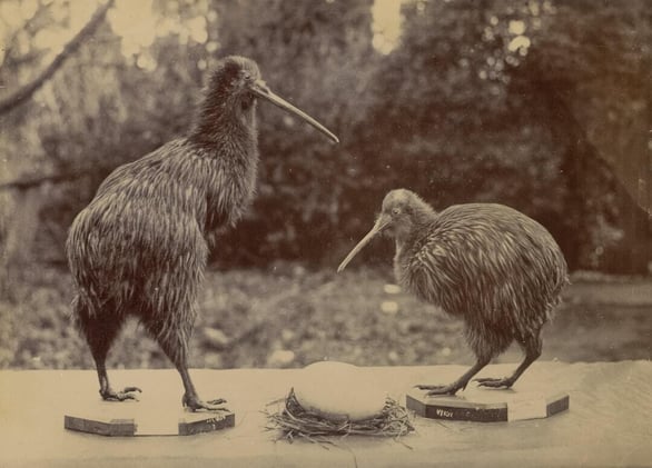 The Kiwi, the Coral Triangle, and a Land Coming Back to Life