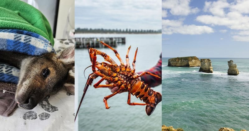 🦞 Crustacean devastation