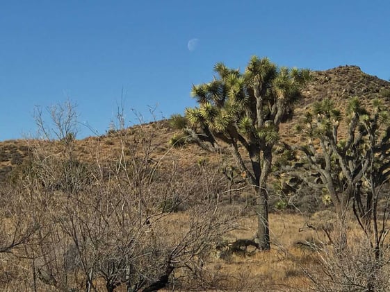 90 Miles from Needles: Save the Joshua Trees!