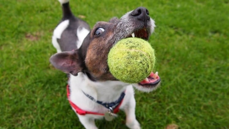 🎾 Science Confirms Some Dogs Are Literally Addicted to Fetch