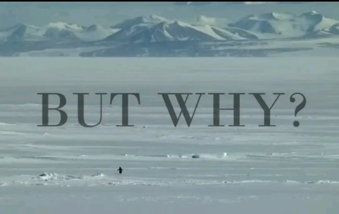 🦄 ¿Por Qué lo Haces? - Penguin