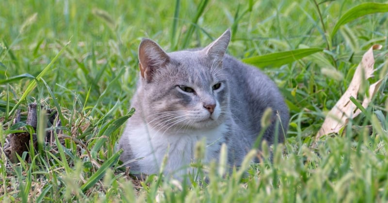 Southern Grampians council eyes 24-hour lock up to crack down on shire’s wandering cats