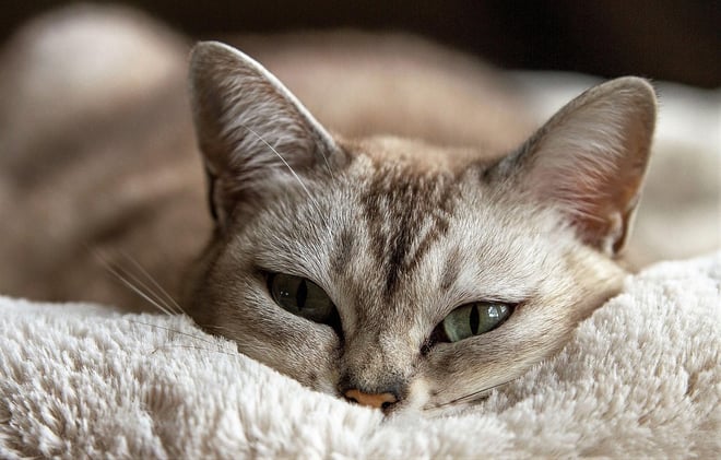 Why Does My Cat Have Diarrhea? 