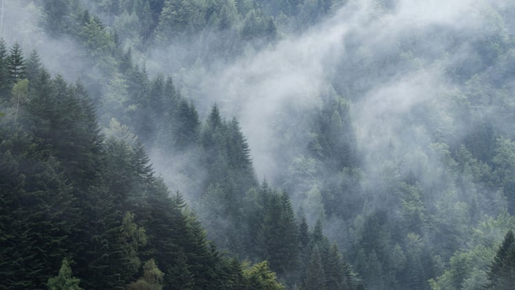 HRV: Millisekunden, die deine Leistung & Erholung steuern