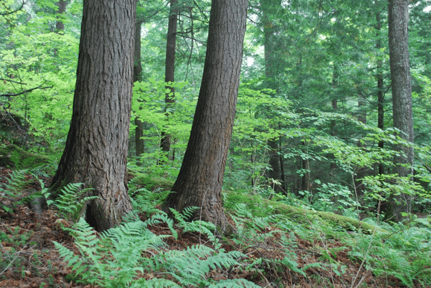 The Gifts of Old Growth Forest in the Ottawa Valley