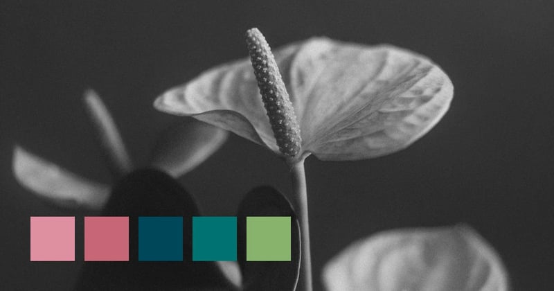 Eight Weeks Of Wonder