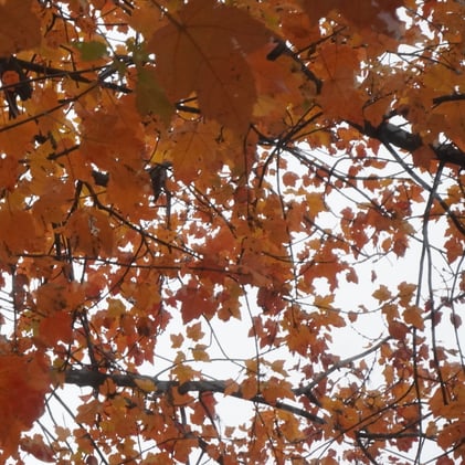 Arbee - October 2025