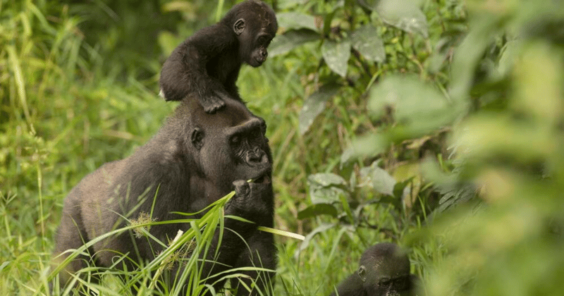 Cameroon leads WWF hiring surge over the past year