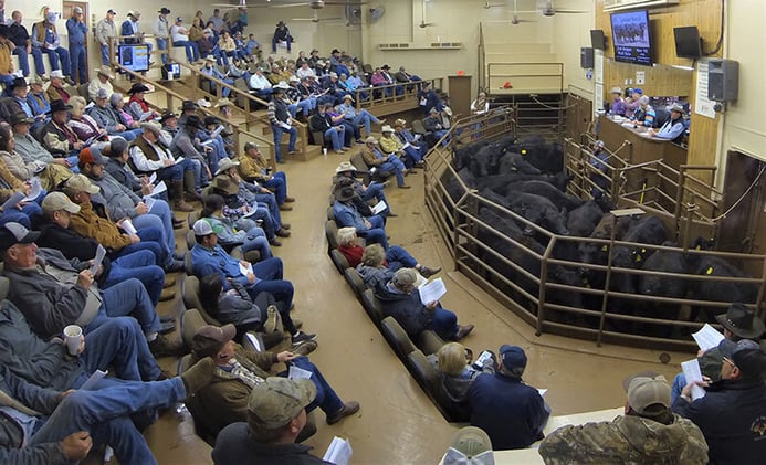  🔝 Early-Bred Heifers = Higher Returns