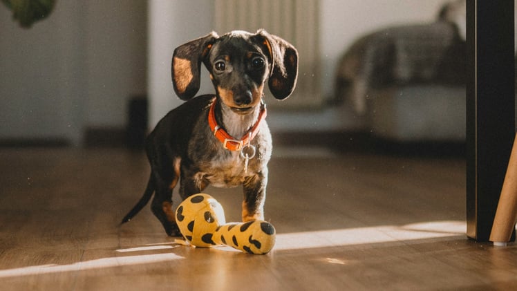 🐕 Ever wonder what your dog dreams about?