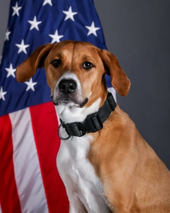 Military Flyover During Puppy Bowl Causes Chaos on the Field