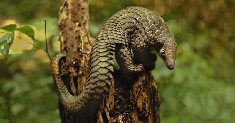 Policy harmonisation boosts transboundary conservation