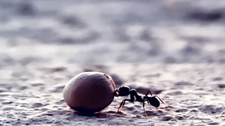 Determined Ant Spends Over an Hour Carrying a Seed Back to the Colony